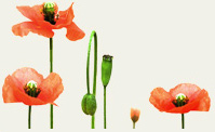 Poppies