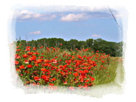 Poppy road